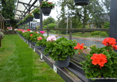 GGG Grünewald is relatively new in pelargonium breednig. At the FlowerTrials 2016, they showed their first own bred pelargoniums. The series is know for early flowering, its medium compactness and homogeneous growth.
